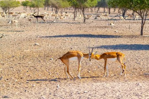 Fight of two young antelopes in a safari park on Sir Bani Yas Island, Abu Dha Stock Photos