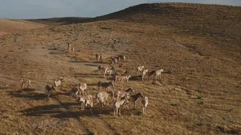 Fight of Wild Asses Video stock 133669462