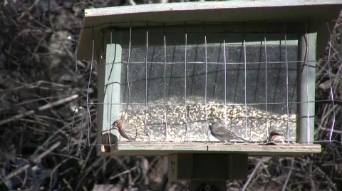 FightAtTheFeeder Stock Footage 313180