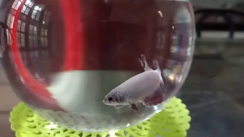 Fighter fish slow motion video on a bowl Stock Footage 162360813