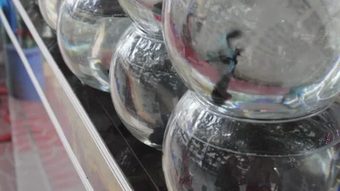 Fighter fish in small jar for sale in a shop 스톡 동영상 140530871