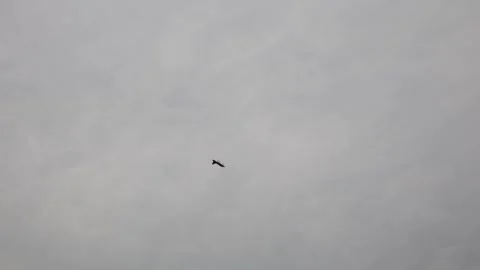 Fighter jet cuts through pale cloudy sky with sleek angular silhouette capturing Vídeos de archivo 311662252