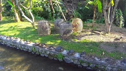 Fighter Rooster Stock Footage 77915958