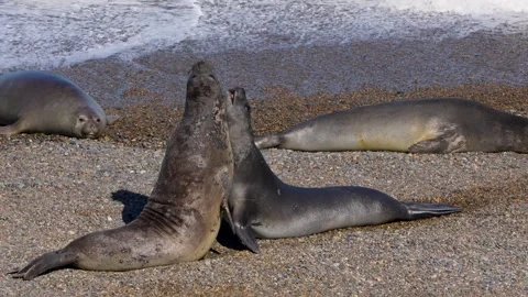 Fighters Stock Footage 267168406