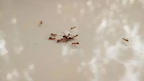 Fighting ant Stock Footage 253276209
