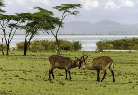 Fighting Antilopes Stock Photos