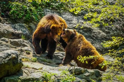 Fighting bears Stock Photos