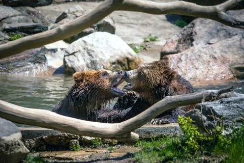 Fighting bears Stock Photos