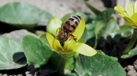 Fighting bees Stock Footage 54717770