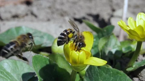 Fighting bees Stock Footage 54751242