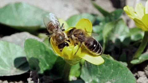 Fighting bees Stock Footage 54826531