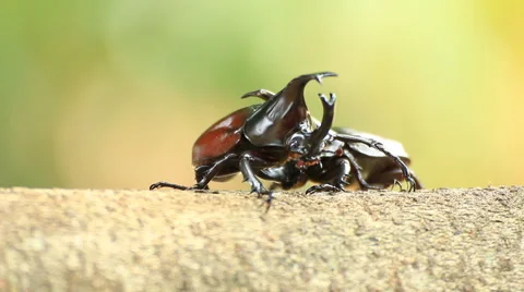 Fighting beetle Stock Footage 54025598