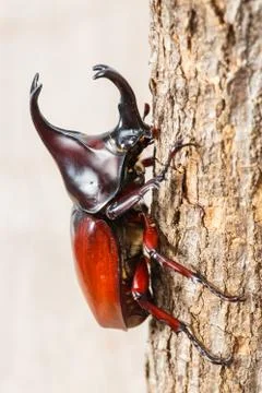 Fighting beetle Stock Photos