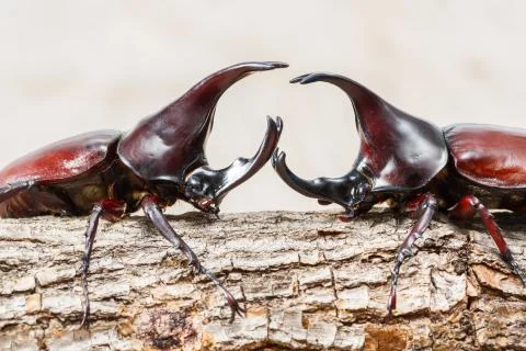 Fighting beetle Stock Photos