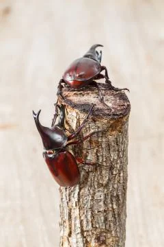 Fighting beetle Stock Photos