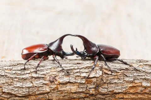Fighting beetle Stock Photos