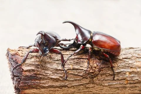 Fighting beetle Stock Photos