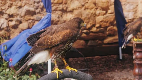 Fighting bird Andean Condor, eagle head ... | Stock Video | Pond5