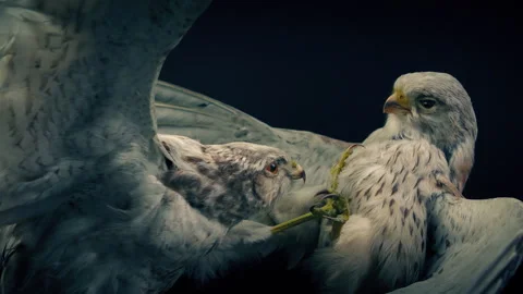 Fighting Birds Display, Conflict, War Concept Stock Footage 266852535
