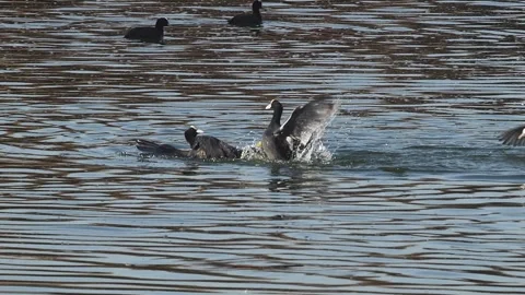 Fighting Birds Stock Footage 332000843