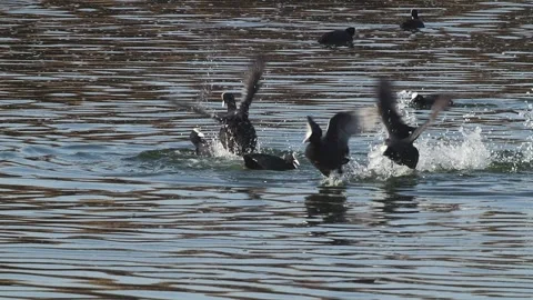 Fighting Birds Stock Footage 332925807
