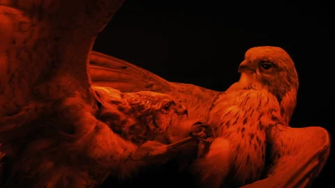 Fighting Birds War Concept In Firelight Stock Footage 276375169