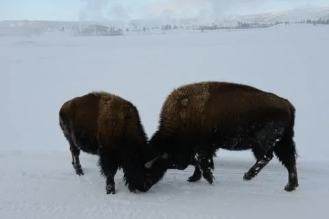Fighting bison Stock Photos