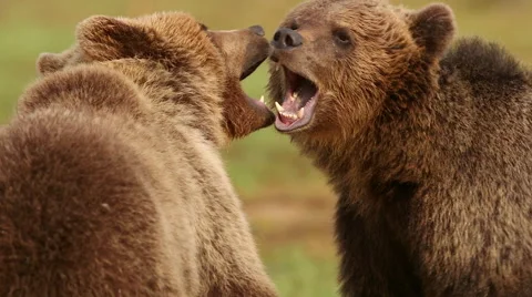 Fighting Brown Bears extreme close up slow motion Видео