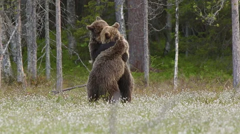 Fighting Brown Bears slow motion Vidéo 55291245