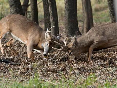 Fighting Bucks Stock Photos