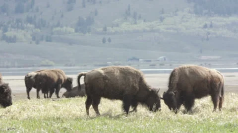 Fighting Buffalos Stock Footage 25792784