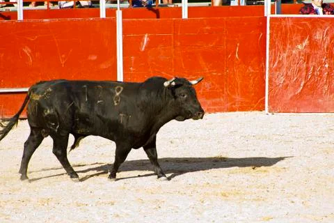 Fighting bull Stock Photos