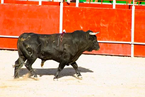 Fighting bull Stock Photos