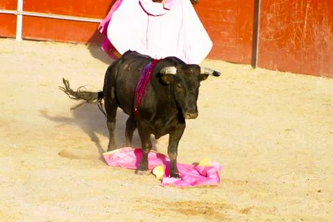 Fighting bull Foto stock