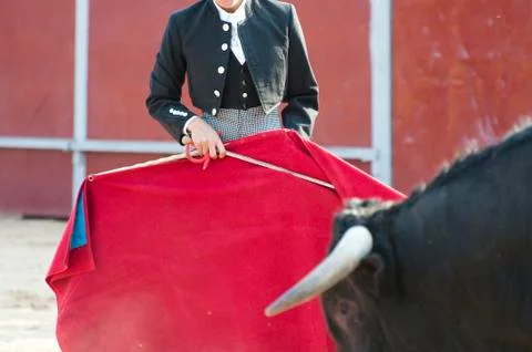 Fighting bull Stock Photos