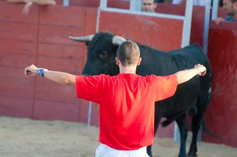 Fighting bull Foto stock