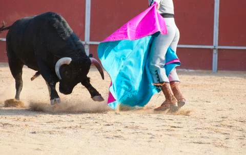 Fighting bull Foto stock