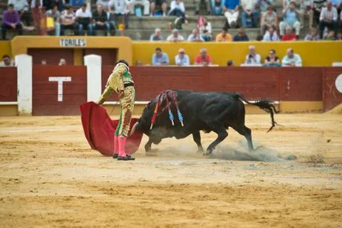 Fighting with the bull. Stock Photos