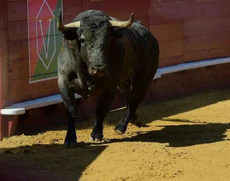 Fighting bull Stock Photos