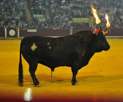 Fighting bull Stock Photos