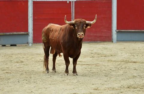 Fighting bull Stock Photos