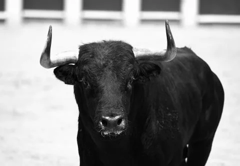 Fighting bull Stock Photos