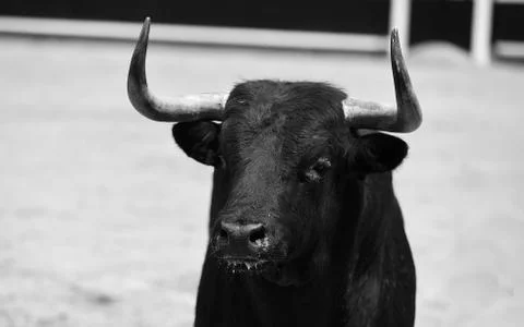 Fighting bull Stock Photos