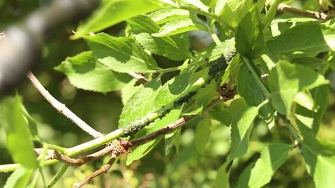 Fighting a bunch of aphids on a thin branch of an elder tree Stock Footage 101066846