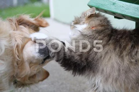 Fighting cat and dog Stock Photos