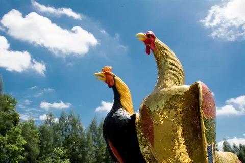 Fighting chicken Foto stock