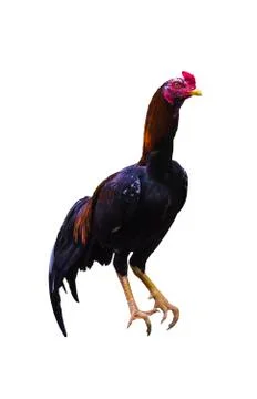 Fighting cock on white Stock Photos