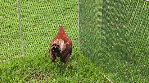 Fighting cocks are in cages. Stock Footage 292487319