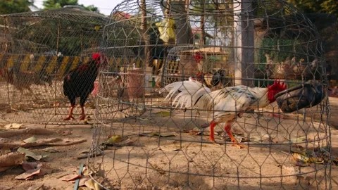 Fighting cocks in wire cages at an outdoor market. These roosters are bred for 스톡 동영상 323071532