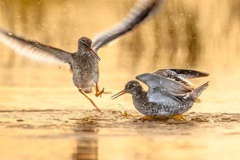 Fighting Common Redshank Foto stock